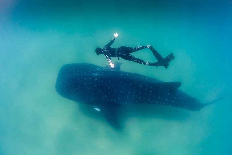 курсы фридайвинга, фридайвинг курсы, фридайвинг Шарм, фридайвинг Одесса, freediving, дайвинг клуб, апное, фридайвинг цены, египет фридайвинг цены